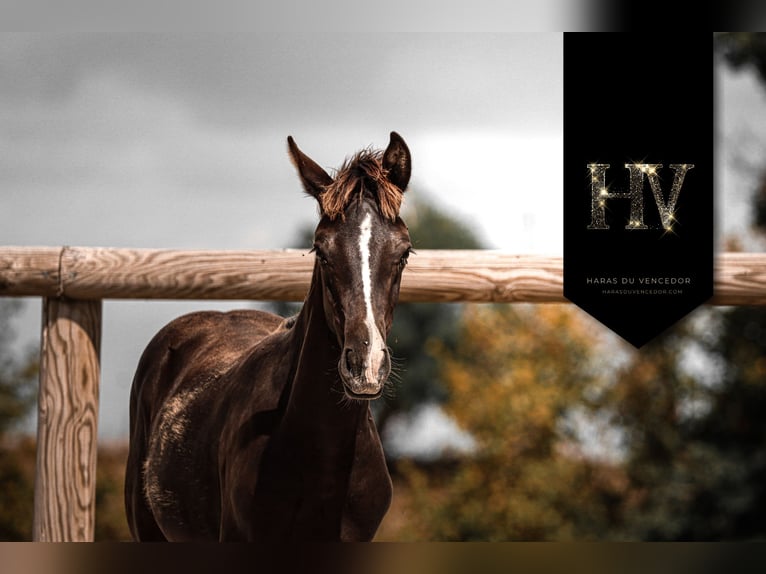 KWPN Stallion Foal (01/2025) Black in Marly-sous-Issy