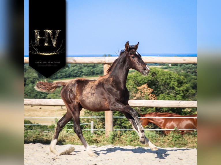 KWPN Stallion  Black in Marly-sous-Issy