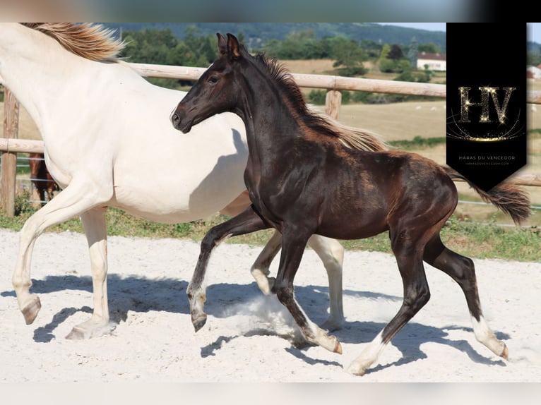 KWPN Stallion  Black in Marly-sous-Issy