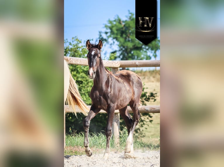 KWPN Stallion  Black in Marly-sous-Issy