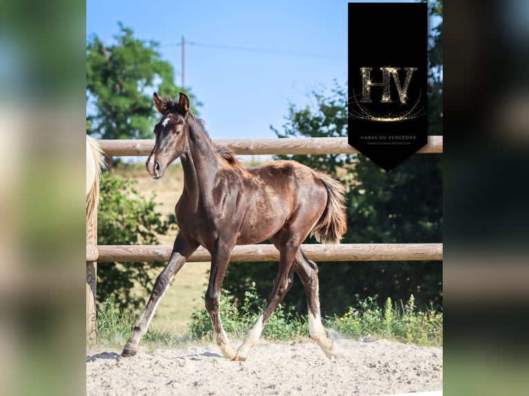KWPN Stallion  Black in Marly-sous-Issy