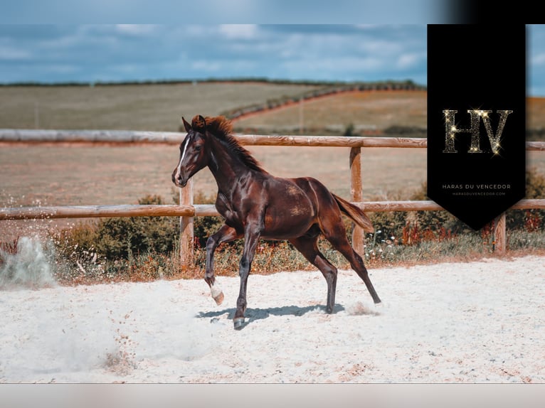 KWPN Stallion Foal (01/2025) Black in Marly-sous-Issy