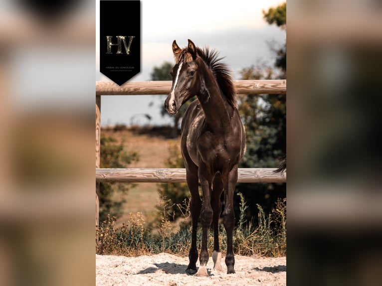KWPN Stallion Foal (01/2025) Black in Marly-sous-Issy
