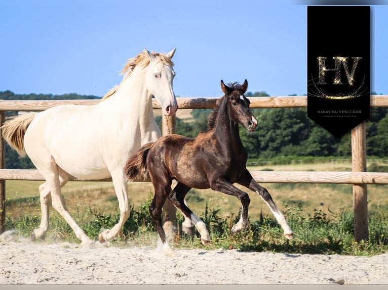 KWPN Stallion  Black in Marly-sous-Issy