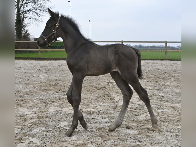 KWPN Stallion Foal (01/2024) Black in Tilburg