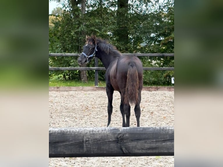 KWPN Stallion Foal (04/2025) Black in Siddeburen KWPN Stallion Foal (04/2025) Black in Siddeburen