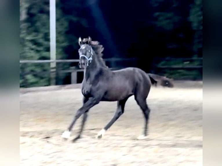 KWPN Stallion Foal (04/2025) Black in Siddeburen KWPN Stallion Foal (04/2025) Black in Siddeburen