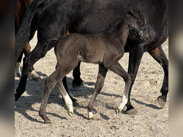 KWPN Stallion  Black in Sneek