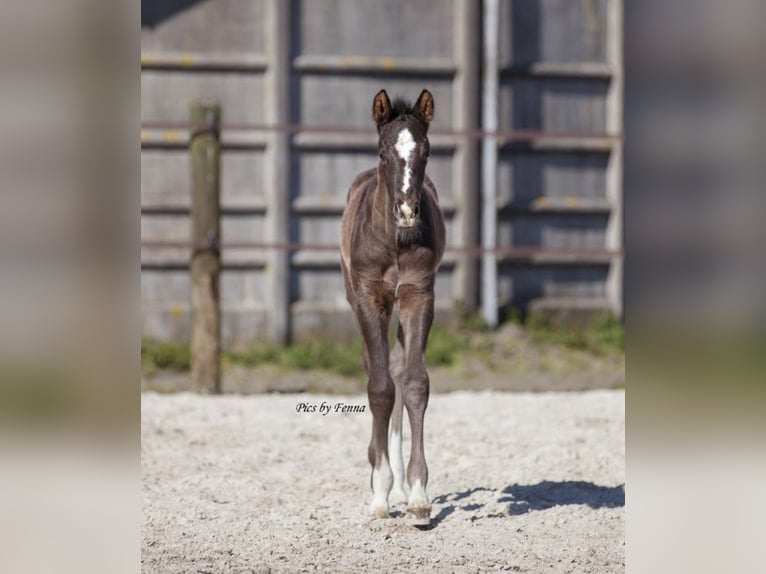 KWPN Stallion  Black in Sneek