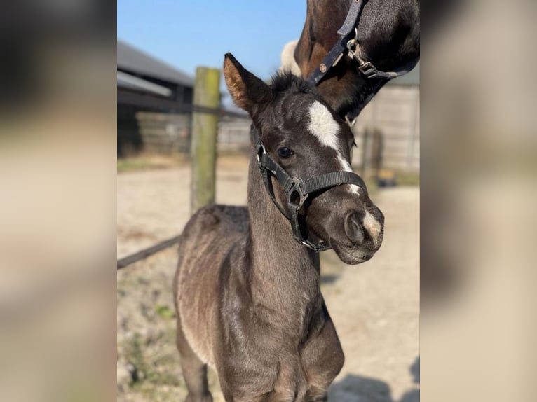 KWPN Stallion  Black in Sneek