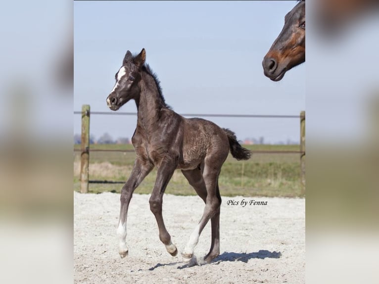KWPN Stallion  Black in Sneek