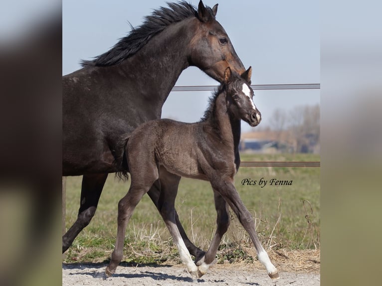 KWPN Stallion  Black in Sneek