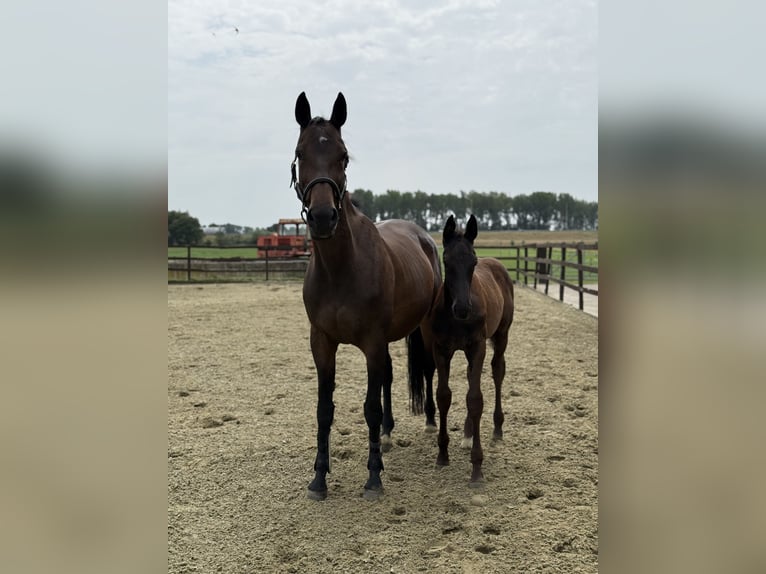 KWPN Stallion Foal (05/2025) Black in Vianen