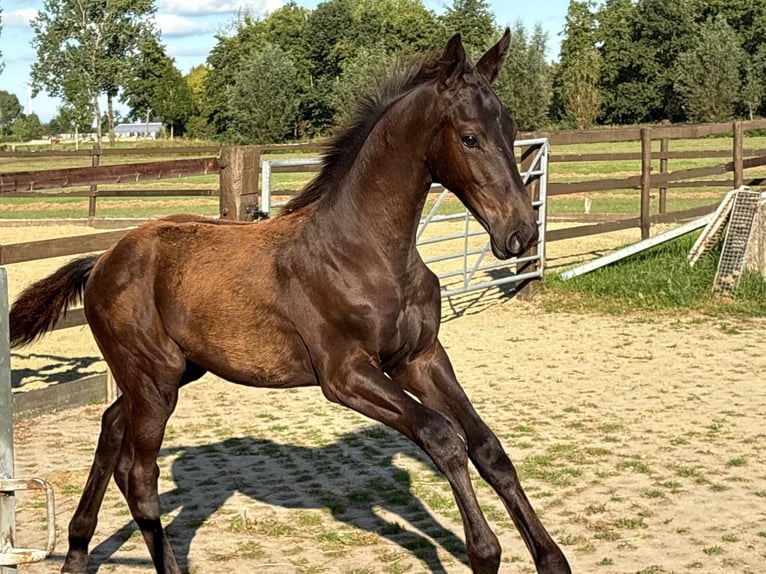 KWPN Stallion Foal (05/2025) Black in Vianen