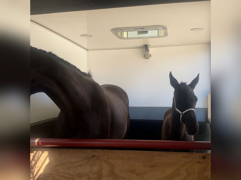 KWPN Stallion Foal (05/2025) Black in Vianen