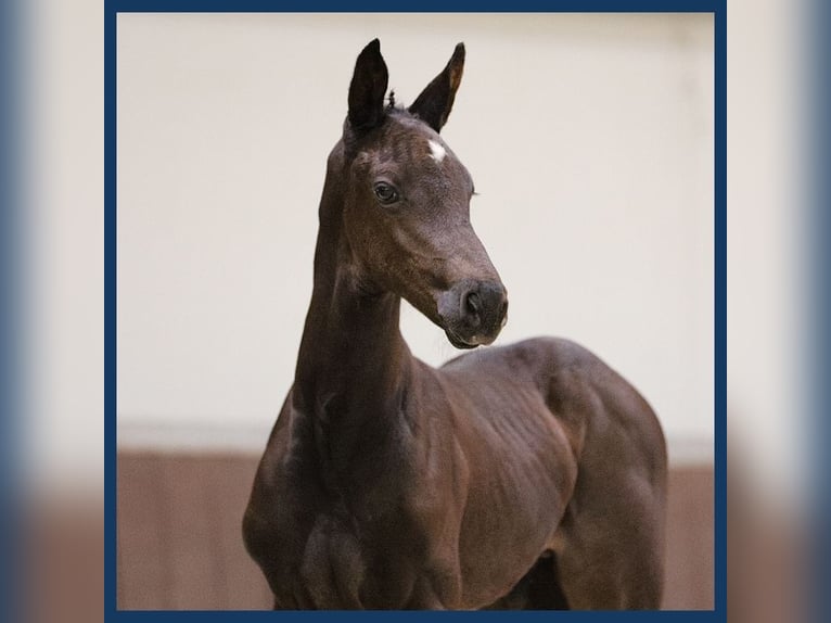 KWPN Stallion Foal (06/2024) Black in Gieten