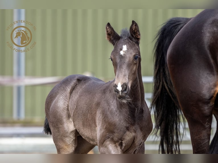 KWPN Stallion Foal (03/2024) Black in Lith