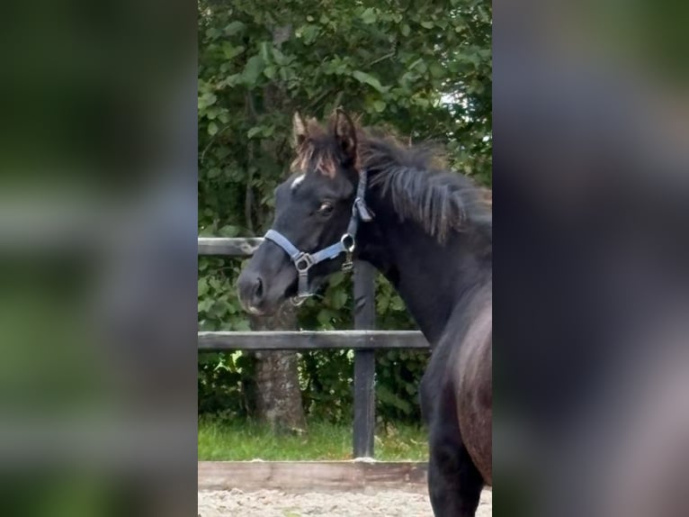 KWPN Stallion Foal (04/2025) Black in Siddeburen
