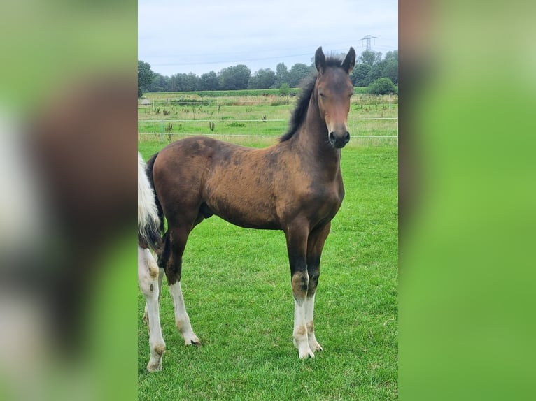 KWPN Mix Stallion Foal (05/2025) Brown in Rijkevoort-De Walsert