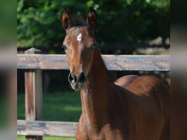KWPN Stallion Foal (05/2025) Brown in Darp