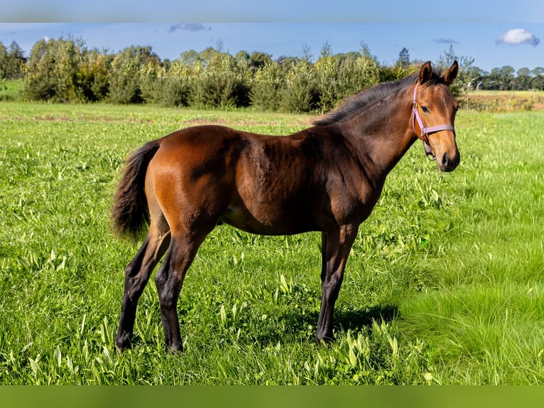 KWPN Stallion Foal (04/2025) Brown in de Wijk