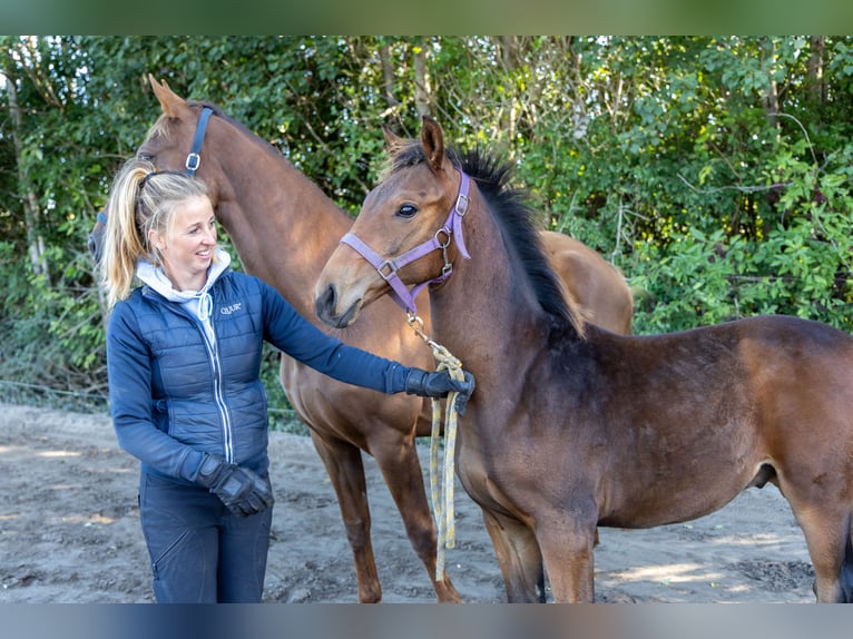 KWPN Stallion Foal (04/2025) Brown in de Wijk