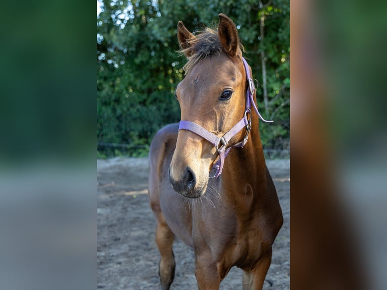 KWPN Stallion Foal (04/2025) Brown in de Wijk