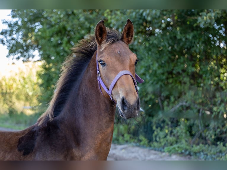 KWPN Stallion Foal (04/2025) Brown in de Wijk