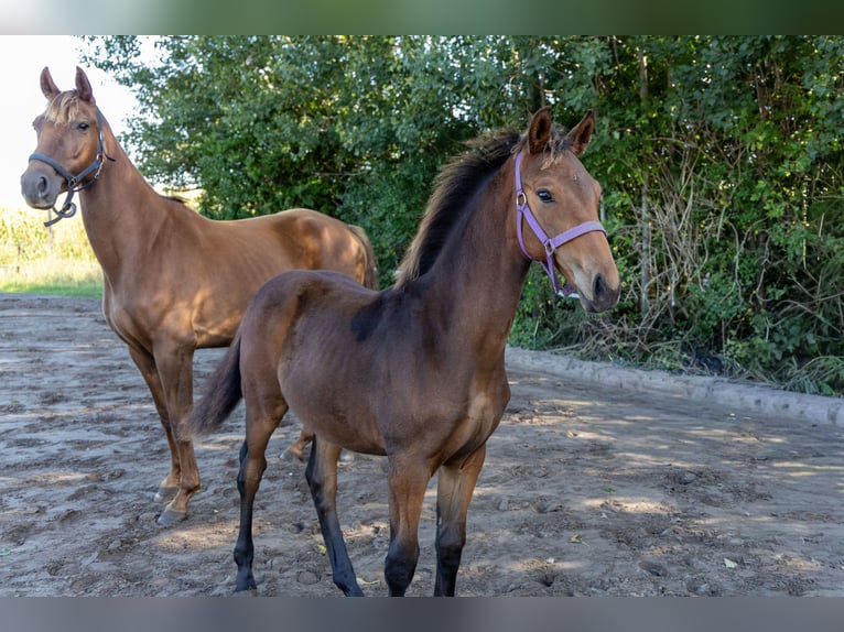 KWPN Stallion Foal (04/2025) Brown in de Wijk