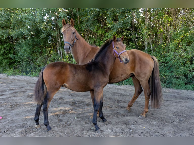 KWPN Stallion Foal (04/2025) Brown in de Wijk