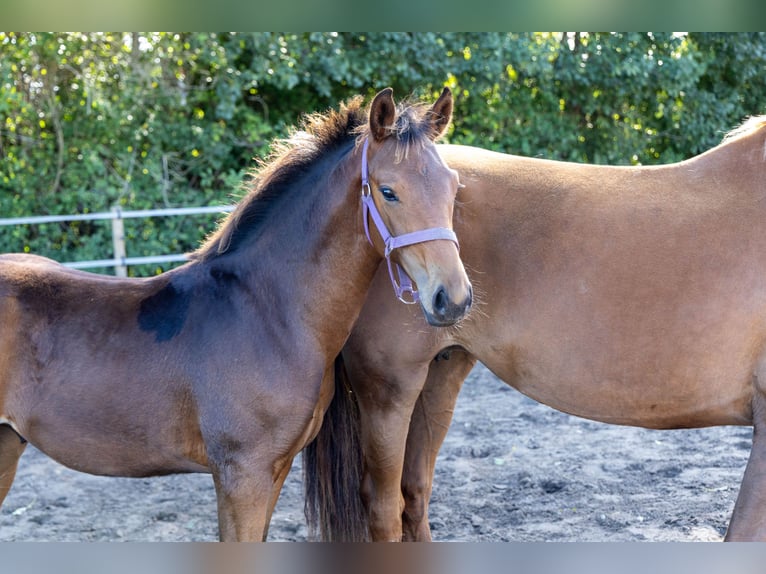 KWPN Stallion Foal (04/2025) Brown in de Wijk