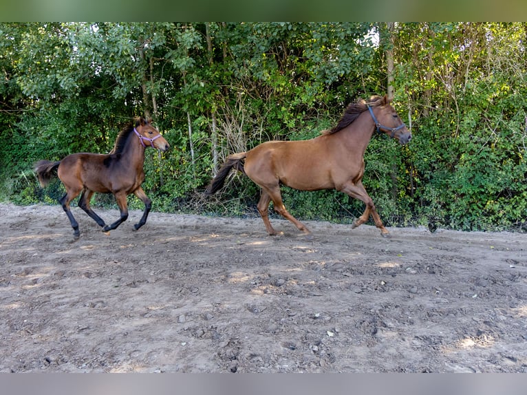 KWPN Stallion Foal (04/2025) Brown in de Wijk
