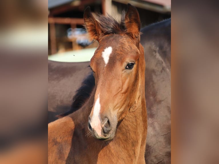 KWPN Stallion Foal (03/2025) Brown in DESTELBERGEN