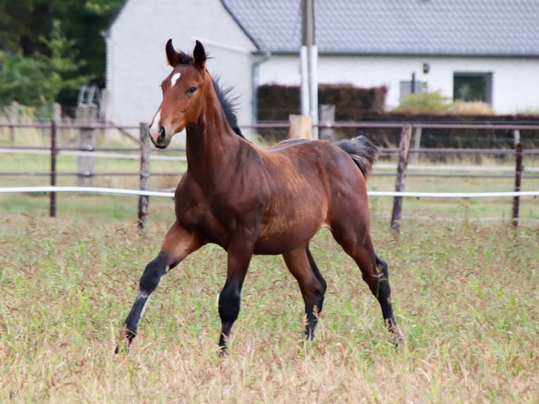 KWPN Stallion Foal (03/2025) Brown in DESTELBERGEN
