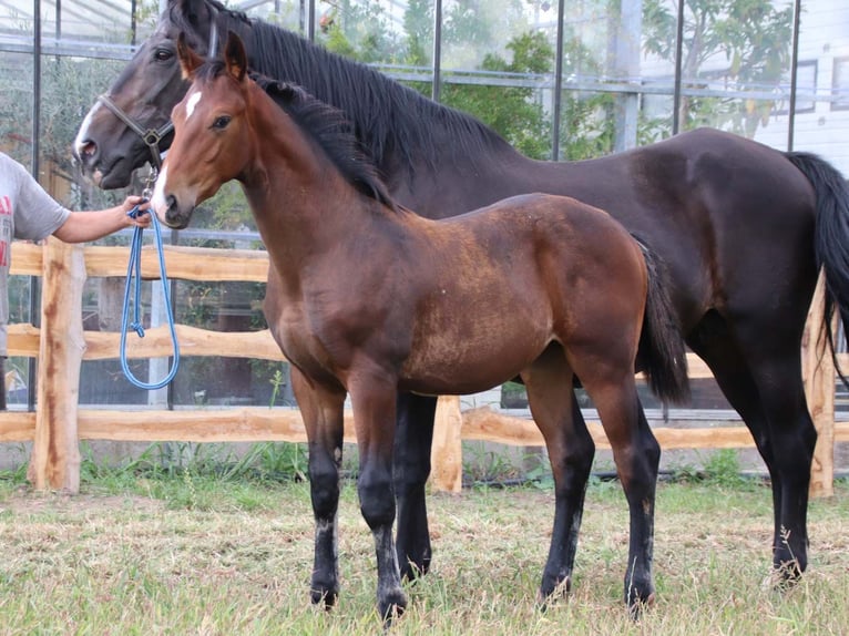 KWPN Stallion Foal (03/2025) Brown in DESTELBERGEN