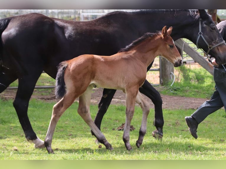 KWPN Stallion  Brown in DESTELBERGEN