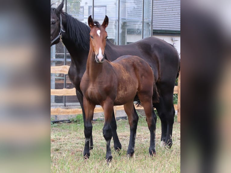 KWPN Stallion Foal (03/2025) Brown in DESTELBERGEN