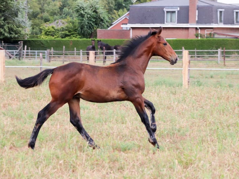 KWPN Stallion Foal (03/2025) Brown in DESTELBERGEN