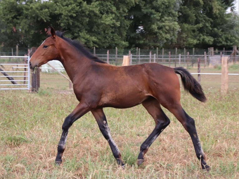 KWPN Stallion Foal (03/2025) Brown in DESTELBERGEN