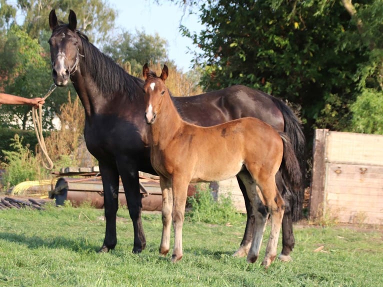 KWPN Stallion Foal (03/2025) Brown in DESTELBERGEN