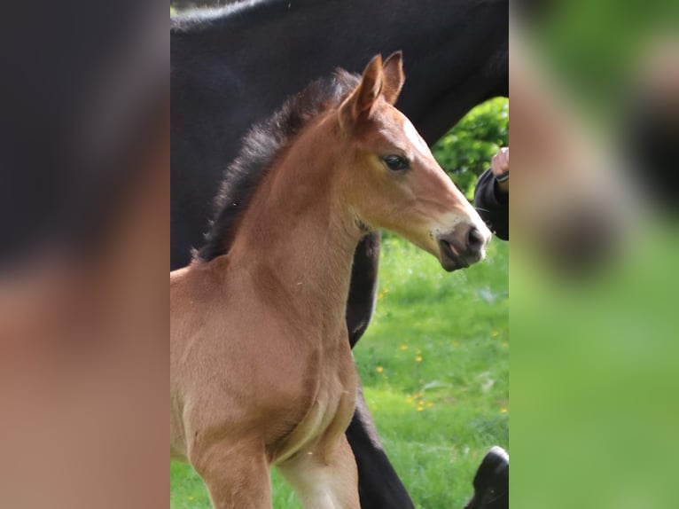 KWPN Stallion  Brown in DESTELBERGEN
