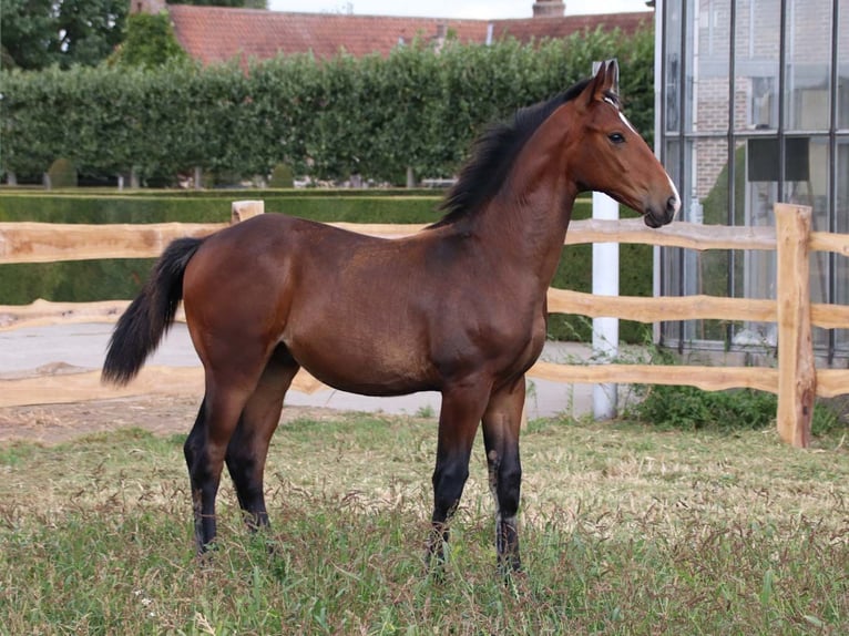 KWPN Stallion Foal (03/2025) Brown in DESTELBERGEN