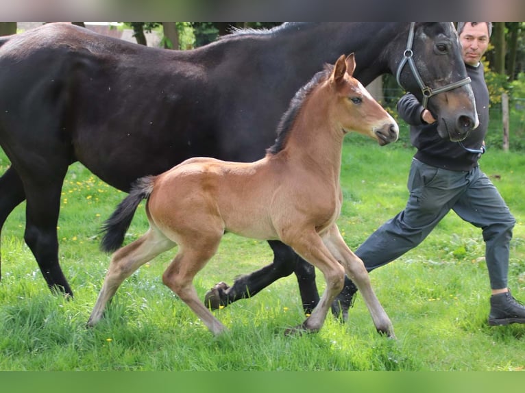 KWPN Stallion  Brown in DESTELBERGEN