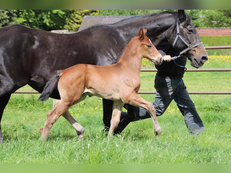 KWPN Stallion  Brown in DESTELBERGEN