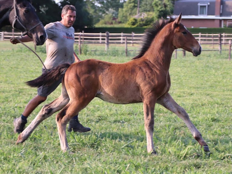 KWPN Stallion Foal (03/2025) Brown in DESTELBERGEN