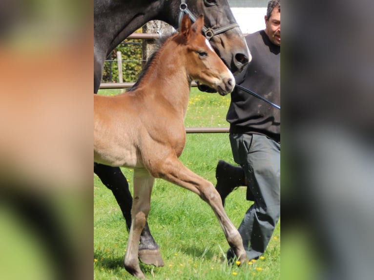 KWPN Stallion  Brown in DESTELBERGEN