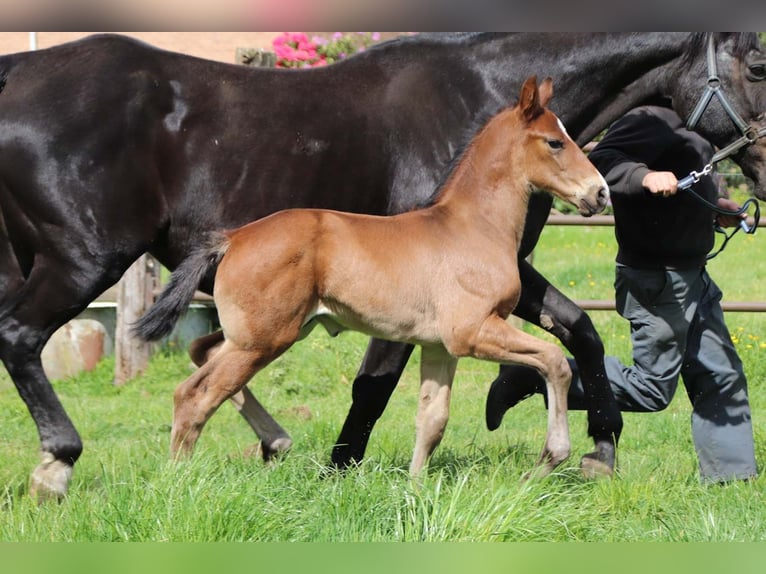 KWPN Stallion  Brown in DESTELBERGEN