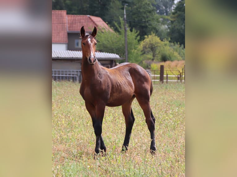 KWPN Stallion Foal (03/2025) Brown in DESTELBERGEN