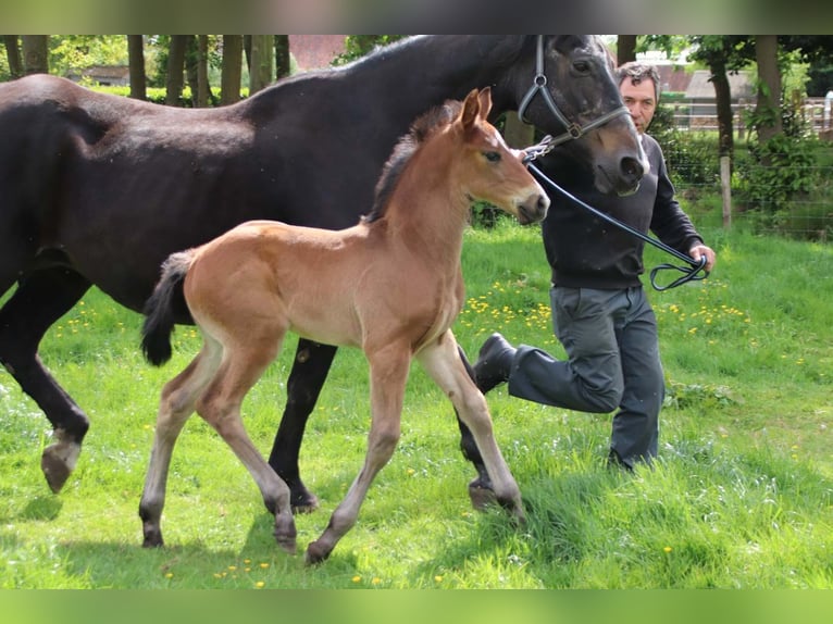 KWPN Stallion  Brown in DESTELBERGEN