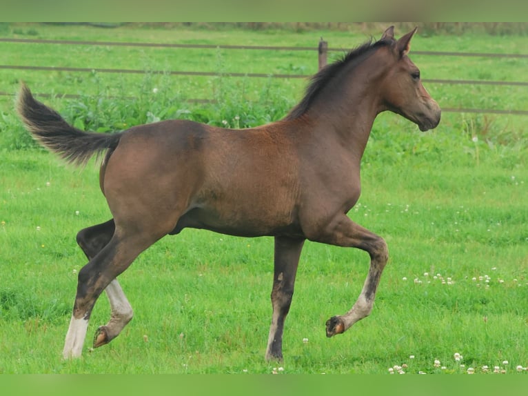 KWPN Stallion Foal (04/2025) Brown in Eursinge